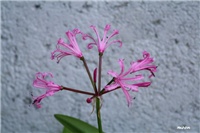 520c8674-IMG_8045 cvijet.jpg